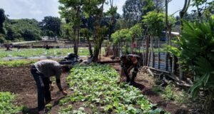 Babinsa Cot Bau Dampingi Petani Sayuran, Dukung Swasembada Pangan