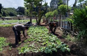 Babinsa Cot Bau Dampingi Petani Sayuran, Dukung Swasembada Pangan