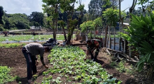 Babinsa Cot Bau Dampingi Petani Sayuran, Dukung Swasembada Pangan