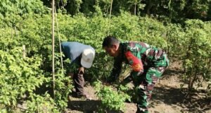 Babinsa Kuta Barat Bantu Warga Bersihkan Kebun Cabai, Dukung Ketahanan Pangan
