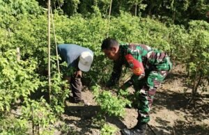 Babinsa Kuta Barat Bantu Warga Bersihkan Kebun Cabai, Dukung Ketahanan Pangan