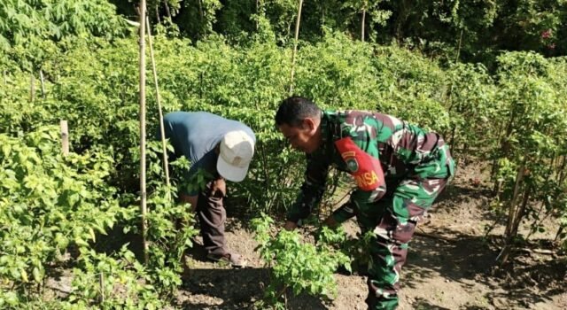 Babinsa Kuta Barat Bantu Warga Bersihkan Kebun Cabai, Dukung Ketahanan Pangan