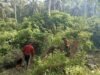 Babinsa Aneuk Laot Gotong Royong Bersama Warga Siapkan Lahan Kandang Sapi BUMG