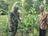 Babinsa Krueng Raya Dampingi Petani Jagung, Dukung Swasembada Pangan