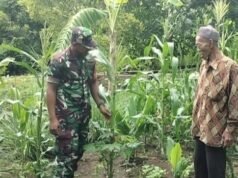Babinsa Krueng Raya Dampingi Petani Jagung, Dukung Swasembada Pangan