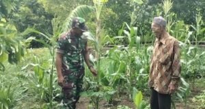 Babinsa Krueng Raya Dampingi Petani Jagung, Dukung Swasembada Pangan