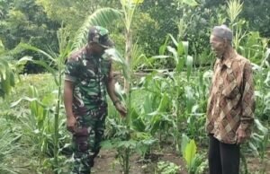 Babinsa Krueng Raya Dampingi Petani Jagung, Dukung Swasembada Pangan