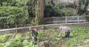 Wujud Kepedulian TNI, Babinsa Kuta Ateuh Bantu Pembersihan Lahan Sayuran Warga