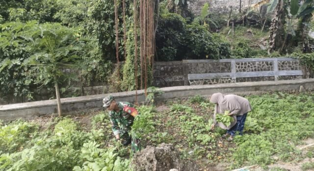Wujud Kepedulian TNI, Babinsa Kuta Ateuh Bantu Pembersihan Lahan Sayuran Warga