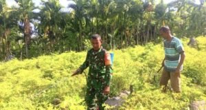 Tak Sekedar Monitor, Babinsa Paya Ikut Rawat Tanaman Cabai Milik Warga