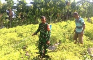 Tak Sekedar Monitor, Babinsa Paya Ikut Rawat Tanaman Cabai Milik Warga