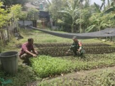 Babinsa Koramil 02/Sukakarya Pantau Ketahanan Pangan Warga di Gampong Kuta Ateuh