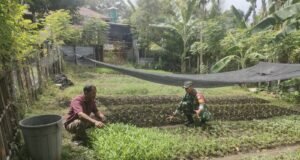 Babinsa Koramil 02/Sukakarya Pantau Ketahanan Pangan Warga di Gampong Kuta Ateuh