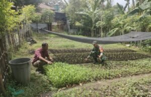 Babinsa Koramil 02/Sukakarya Pantau Ketahanan Pangan Warga di Gampong Kuta Ateuh