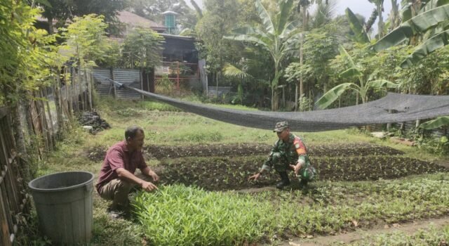 Babinsa Koramil 02/Sukakarya Pantau Ketahanan Pangan Warga di Gampong Kuta Ateuh