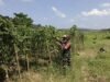 Babinsa Koramil 02/Sukakarya Dampingi Petani Panen Kacang Panjang di Paya Seunara