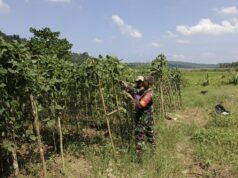 Babinsa Koramil 02/Sukakarya Dampingi Petani Panen Kacang Panjang di Paya Seunara