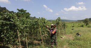 Babinsa Koramil 02/Sukakarya Dampingi Petani Panen Kacang Panjang di Paya Seunara