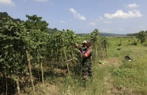 Babinsa Koramil 02/Sukakarya Dampingi Petani Panen Kacang Panjang di Paya Seunara
