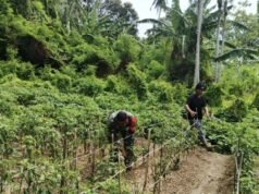 Babinsa Koramil 02/Sukakarya Bantu Warga Bersihkan Kebun Cabai, Dukung Ketahanan Pangan