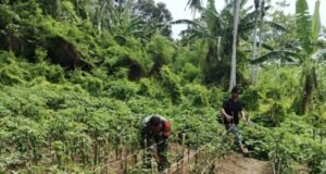 Babinsa Koramil 02/Sukakarya Bantu Warga Bersihkan Kebun Cabai, Dukung Ketahanan Pangan