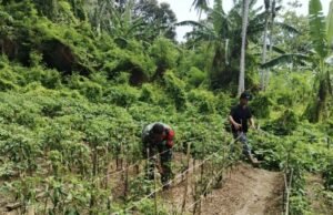 Babinsa Koramil 02/Sukakarya Bantu Warga Bersihkan Kebun Cabai, Dukung Ketahanan Pangan