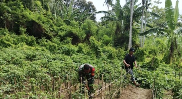 Babinsa Koramil 02/Sukakarya Bantu Warga Bersihkan Kebun Cabai, Dukung Ketahanan Pangan