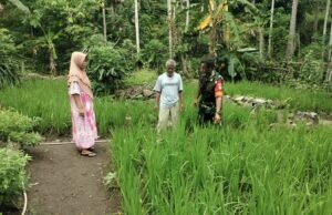 Babinsa Koramil 02/Sukakarya Dampingi Petani Padi Gogo di Krueng Raya, Dukung Swasembada Pangan