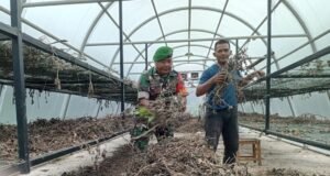 Babinsa Koramil 02/Sukakarya Bantu Warga Angkut Daun Nilam, Wujud Nyata Kepedulian di Wilayah Binaan