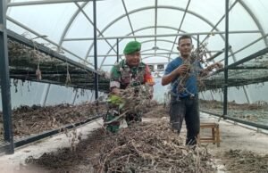 Babinsa Koramil 02/Sukakarya Bantu Warga Angkut Daun Nilam, Wujud Nyata Kepedulian di Wilayah Binaan