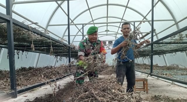 Babinsa Koramil 02/Sukakarya Bantu Warga Angkut Daun Nilam, Wujud Nyata Kepedulian di Wilayah Binaan