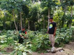 Babinsa Koramil 01/Sukajaya Bantu Warga Pruning Tanaman Cabai dan Terong di Gampong Jaboi