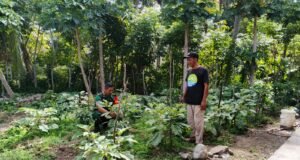 Babinsa Koramil 01/Sukajaya Bantu Warga Pruning Tanaman Cabai dan Terong di Gampong Jaboi