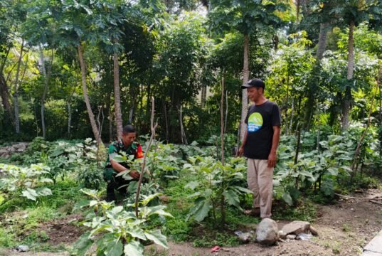 Babinsa Koramil 01/Sukajaya Bantu Warga Pruning Tanaman Cabai dan Terong di Gampong Jaboi