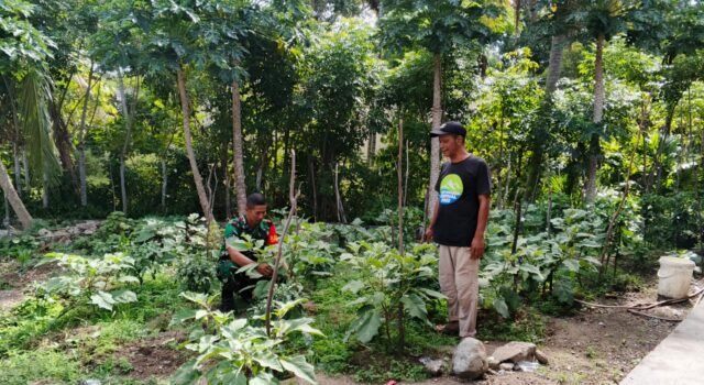 Babinsa Koramil 01/Sukajaya Bantu Warga Pruning Tanaman Cabai dan Terong di Gampong Jaboi