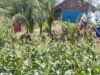 Babinsa Beurawang Dampingi Petani Jagung, Dorong Hasil Panen Maksimal dan Ketahanan Pangan