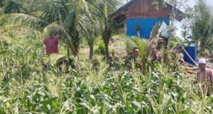 Babinsa Beurawang Dampingi Petani Jagung, Dorong Hasil Panen Maksimal dan Ketahanan Pangan