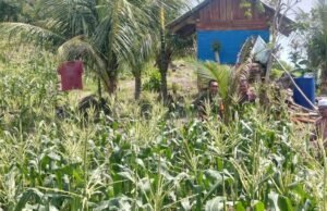 Babinsa Beurawang Dampingi Petani Jagung, Dorong Hasil Panen Maksimal dan Ketahanan Pangan