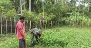 Babinsa Batee Shoek Dampingi Warga Panen Kangkung, Perkuat Ketahanan Pangan di Wilayah Binaan