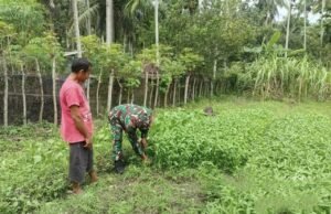 Babinsa Batee Shoek Dampingi Warga Panen Kangkung, Perkuat Ketahanan Pangan di Wilayah Binaan