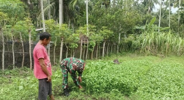 Babinsa Batee Shoek Dampingi Warga Panen Kangkung, Perkuat Ketahanan Pangan di Wilayah Binaan