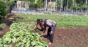 Babinsa Koramil 01/Sukajaya Dampingi Petani Sayuran, Dukung Swasembada Pangan Nasional