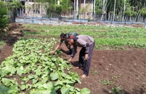 Babinsa Koramil 01/Sukajaya Dampingi Petani Sayuran, Dukung Swasembada Pangan Nasional