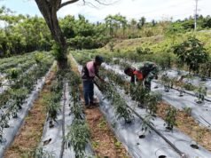 Semangat Gotong Royong, Babinsa Kuta Barat Bantu Warga Rawat Tanaman Cabai