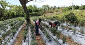 Semangat Gotong Royong, Babinsa Kuta Barat Bantu Warga Rawat Tanaman Cabai