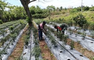 Semangat Gotong Royong, Babinsa Kuta Barat Bantu Warga Rawat Tanaman Cabai