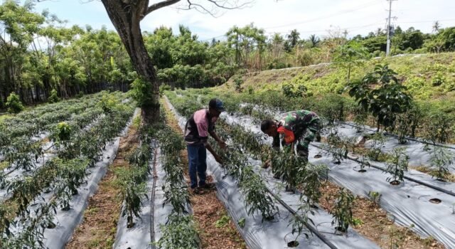 Semangat Gotong Royong, Babinsa Kuta Barat Bantu Warga Rawat Tanaman Cabai