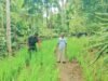 Masuki Fase Generatif, Babinsa Krueng Raya Intensif Dampingi Perawatan Padi Gogo Warga