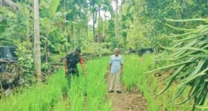 Masuki Fase Generatif, Babinsa Krueng Raya Intensif Dampingi Perawatan Padi Gogo Warga