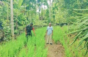 Masuki Fase Generatif, Babinsa Krueng Raya Intensif Dampingi Perawatan Padi Gogo Warga